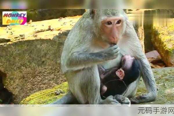 两人生猴子全程无被子可以吗-1. 无被子的生活:两人猴子如何共度寒冬