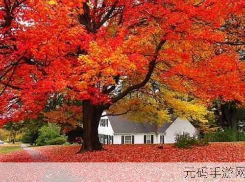 霜叶红于二月花，蚂蚁庄园探寻红叶之谜