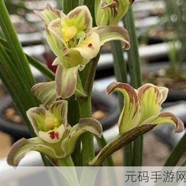 花蕊夫人合香珠-1. ＂花蕊夫人的爱恋与命运交响