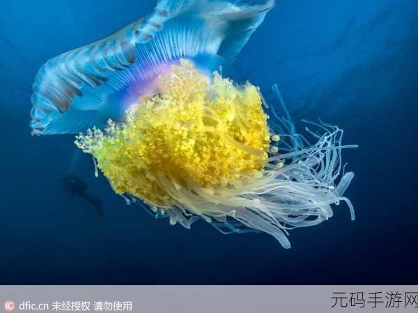 探秘深海奇境,梦幻水族馆新宠物水母发光之谜大揭秘