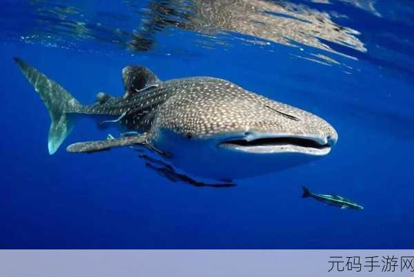 探秘深海奇缘，手游新玩法揭秘，鱼在水中奥秘知多少？