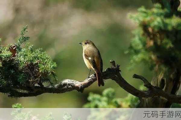 蟋蟀鸣唱之谜，蚂蚁庄园2.23揭秘蟋蟀发声奥秘，手游玩家争相探索自然之声