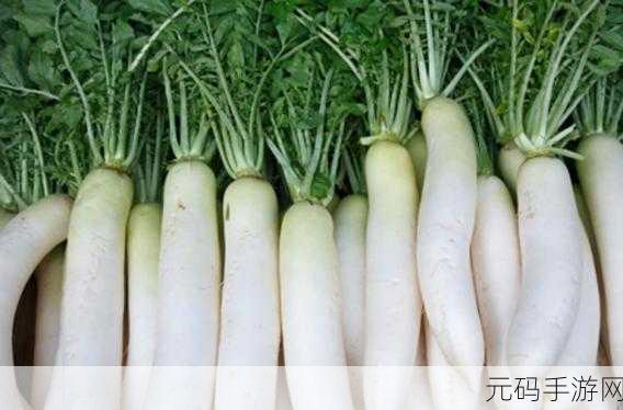 萝卜又叫黄9·18-1. 萝卜与黄9·18：蔬菜界的传奇故事