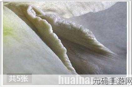 鲍鱼一线天蝴蝶馒头长得什么样-1. 鲍鱼一线天蝴蝶馒头:美味与艺术的完美结合