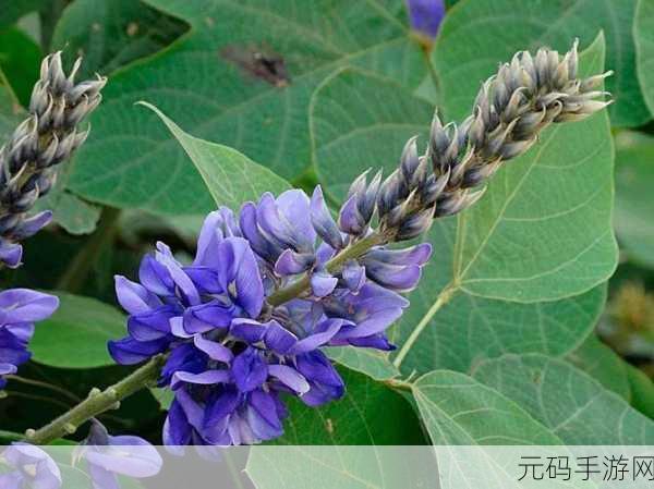 荇菜花黄映手游新景,蚂蚁新村11月11日探险奇遇记