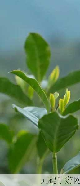 探寻茶韵之旅,手游茶缘传奇带你领略茶圣风采