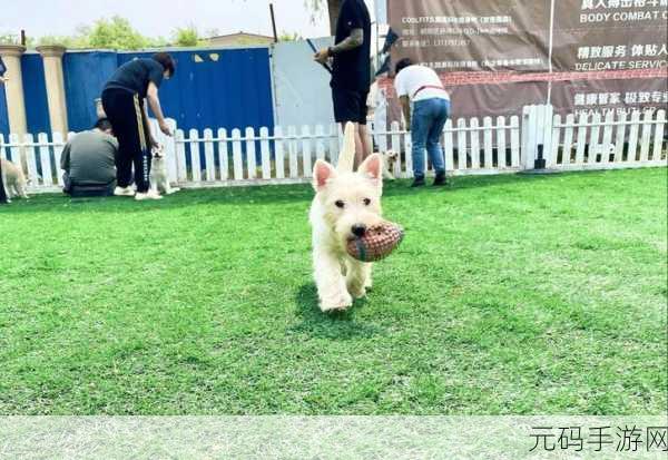 狗狗的东西又硬又烫，1. 狗狗的玩具：硬质与温度的完美结合