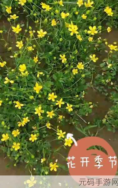 手指在花心里搅拌,1. 手指轻舞,花心荡漾的奇妙旋律