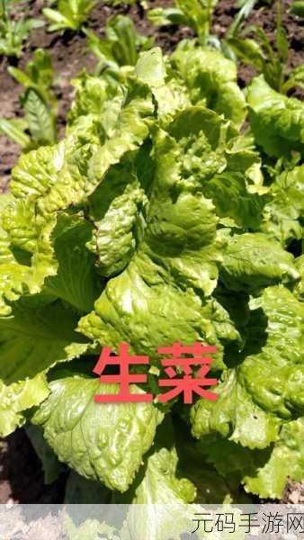 秋葵丝瓜茄子草莓榴莲樱桃,1. 秋葵与丝瓜的美味交响曲