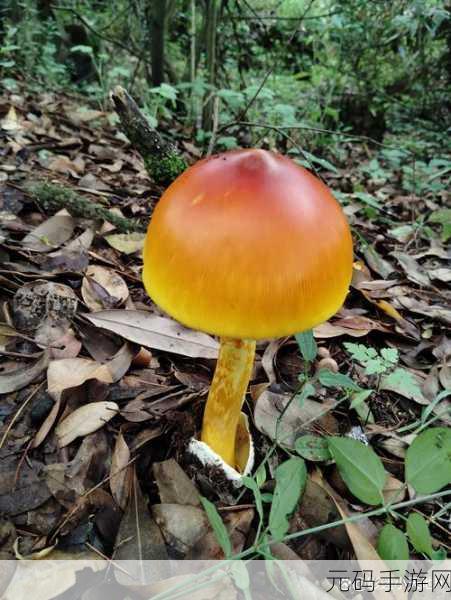 妄想山海蘑菇探险指南，揭秘蘑菇最多的神秘之地