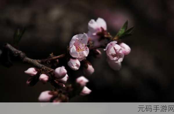 桃源梦境订单秘籍,解锁轻松完成订单的高效之道