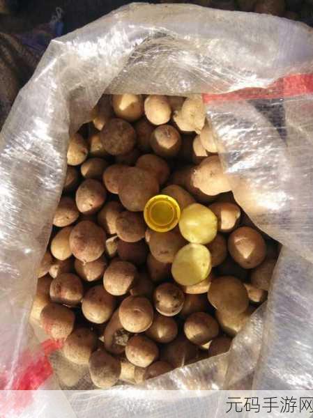 迷你世界土豆种植秘籍，打造你的丰收庄园