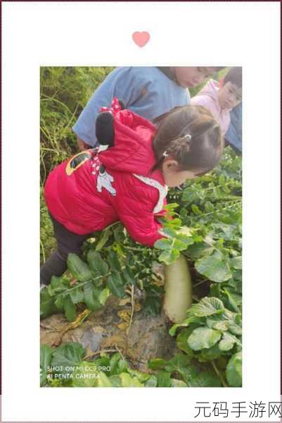 拨萝卜不盖被子:1. 拨萝卜与盖被子:生活中的小智慧