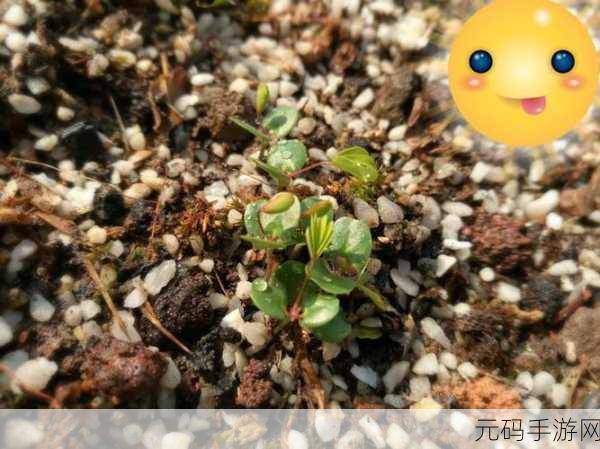 含羞草实验室隐藏路线:1. 含羞草实验室:探索隐秘路径的科学之旅