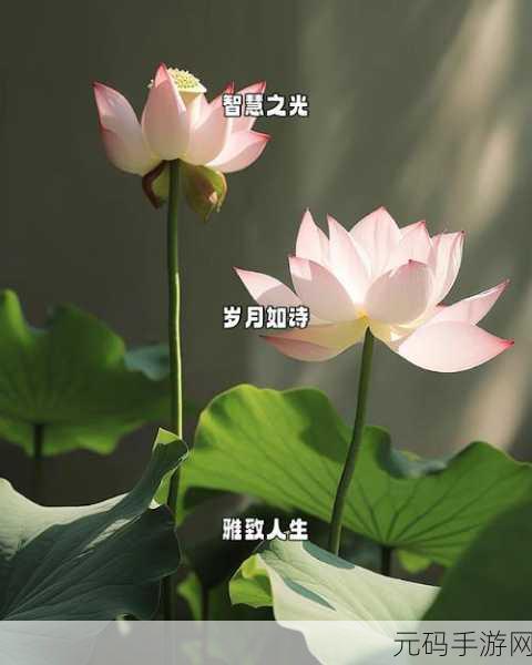 老太太VPSWINDOWS45:1. 老太太VPSWINDOWS45:一位智慧女性的数字世界探索