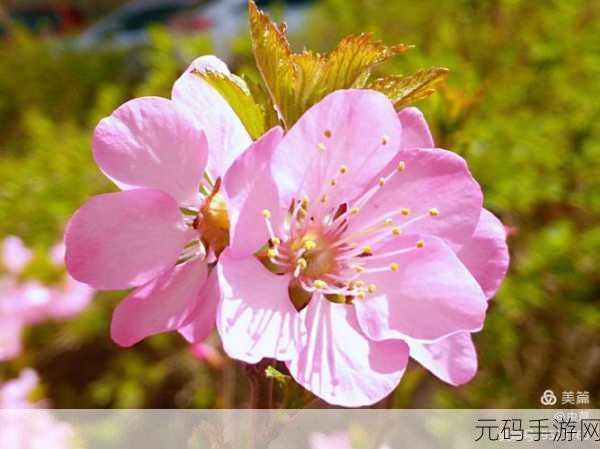 品味母爱的芬芳:1. 品味母爱的芬芳,感悟生命的真谛