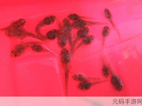 小蝌蚪下载大全app:1. 小蝌蚪下载大全:尽享海量资源,轻松获取