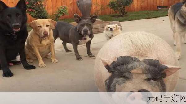 人or猪or狗已彻底下架：1. 人、猪、狗已彻底下架，寻找新的人生方向