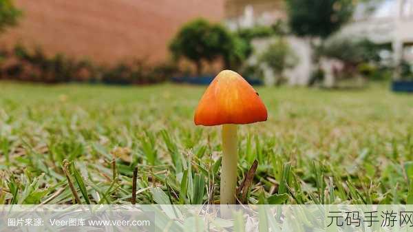 最强蜗牛蘑菇合成功能全解析，解锁与橙色蘑菇合成条件一览
