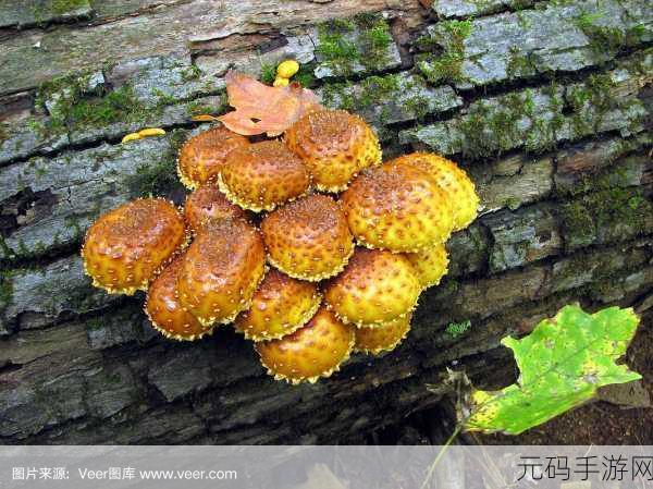 最强蜗牛蘑菇合成功能全解析，解锁与橙色蘑菇合成条件一览