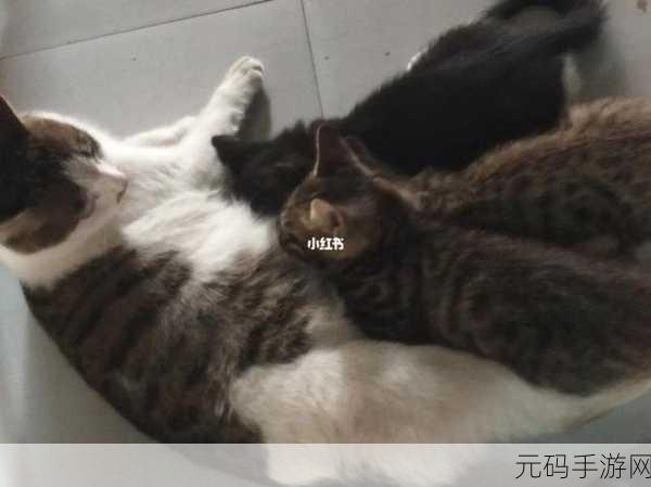 全家大杂乱：1. 家庭琐事大杂烩：生活中的小插曲
