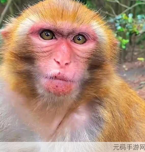 大猴子会一直抱着小猴子:1. 大猴子温暖怀抱下的小猴子的成长故事