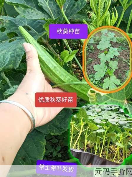 草莓视频-秋葵视频-小猪视频:1. 草莓视频带你畅游秋葵世界
