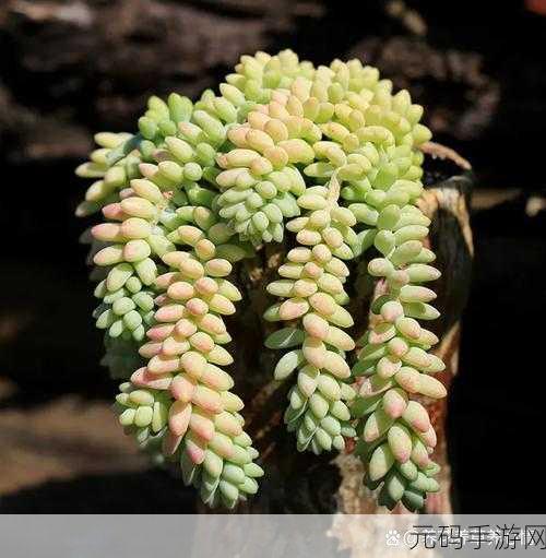 玉缀多肉能叶插:1. 玉缀多肉叶插技巧全解析