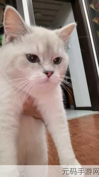 猫咪和汤怎么进入猫猫房间：1. 如何让猫咪轻松进入汤汤的专属房间