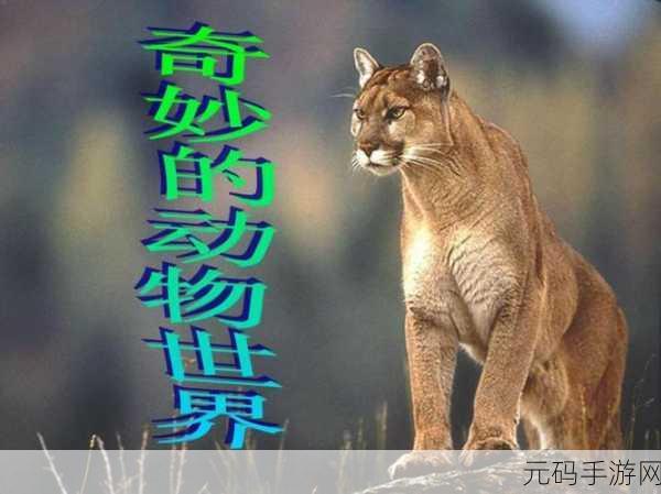 ZOOM动物高清：1. 探索ZOOM动物的奇妙世界：高清影像带你走进自然
