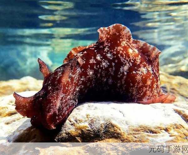 探索最强蜗牛,揭秘55号器官的获取奥秘