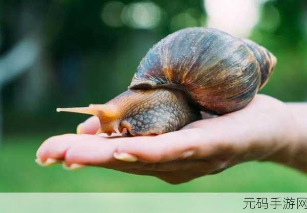 探索最强蜗牛,揭秘55号器官的获取奥秘