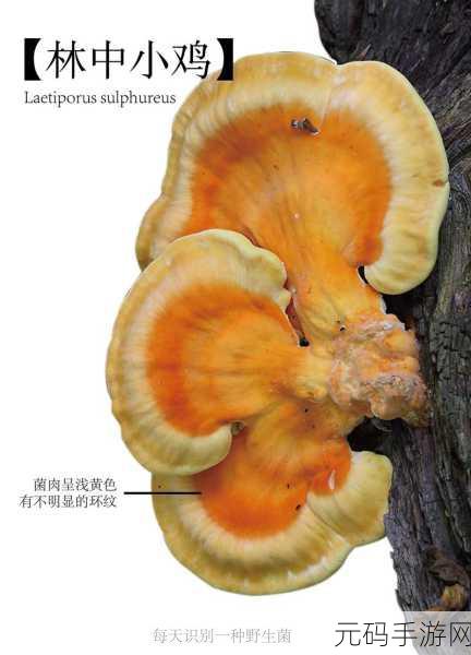 x7x7x7任意噪108蘑菇:1. 探索x7x7x7噪音下的108种蘑菇奇迹