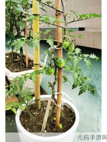香蕉丝瓜草莓秋葵小猪芭乐茄子污苹果：1. “多彩水果与蔬菜的奇妙交响曲”