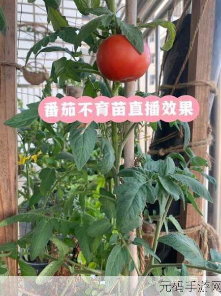 需要妈妈播种美国:当然可以!以下是一些关于“妈妈播种美国”的新标题建议,每个都不少于10个字: