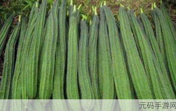 丝瓜黄瓜向日葵秋葵榴莲草莓：1. 乡野风情：丝瓜与黄瓜的完美搭配