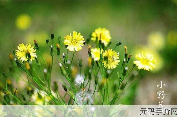 野花日本大全免费观看2019免费播放：1. 《野花日本：2019年最新完整版免费观看