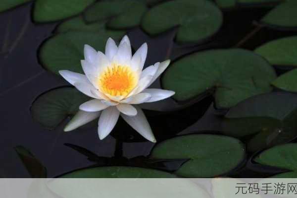 女性半夜莲花开放的治疗:1. 深夜绽放的莲花:女性自我治愈之旅