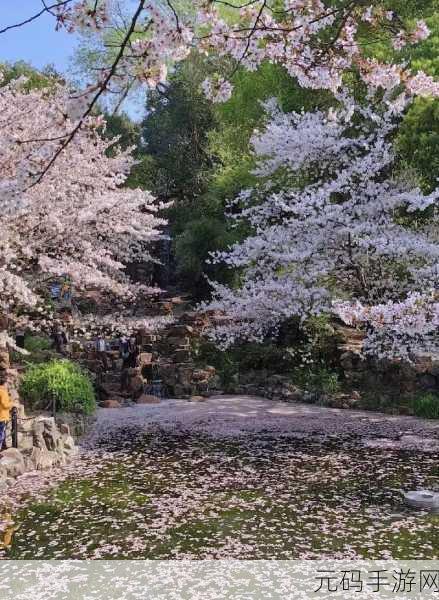 樱花官网官方进入:1. 樱花官网:探索春天的浪漫与美丽