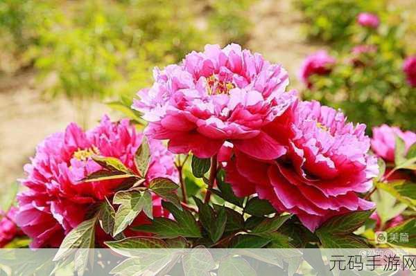 共道牡丹时相随买花去:1. 共赏牡丹花,携手踏春游
