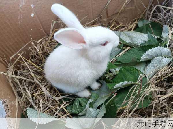 怎么喂老公晚上吃小兔兔呢：1. 如何为老公准备可爱又美味的小兔兔晚餐