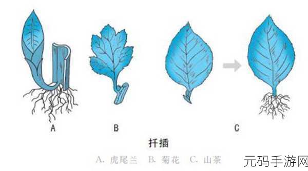扦插BB有什么好处中的女主播都很好看：1. 女主播们的扦插BB技巧与美丽秘诀
