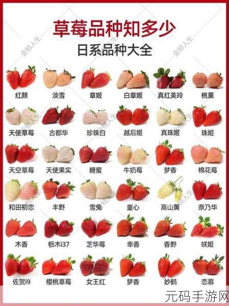 精产国品一二三产区草莓:1. 精产国品:探索一二三产区草莓的独特魅力