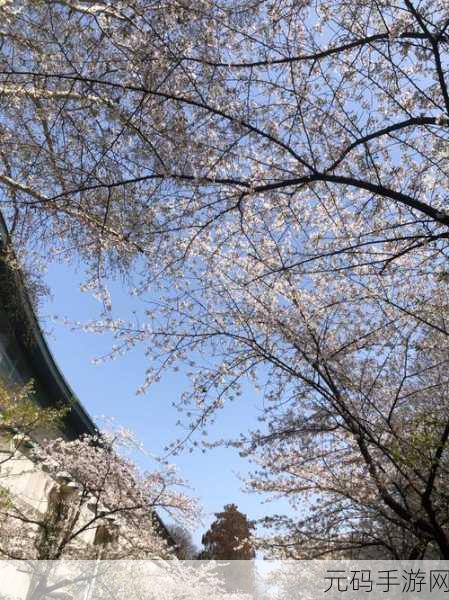 你从十岁插在樱花上面什么歌:1. 樱花树下的那些年少回忆