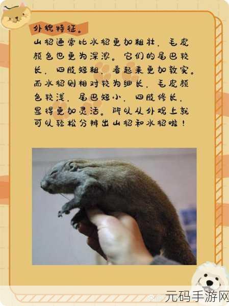 AAAA级毛皮最火的一句：毛皮之美，奢华生活的完美体现与选择