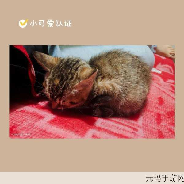 粘人又懂事的妹妹：1. 妹妹的甜蜜陪伴：粘人又懂事的温暖时光