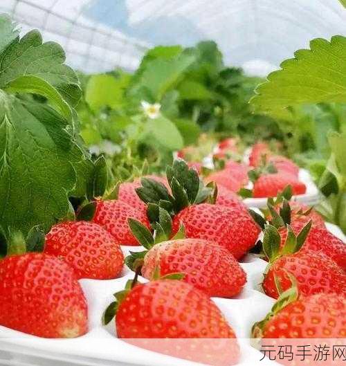 丝瓜秋葵草莓香蕉榴莲绿大全：1. 清新夏日水果盛宴：草莓、香蕉与榴莲的奇妙搭配