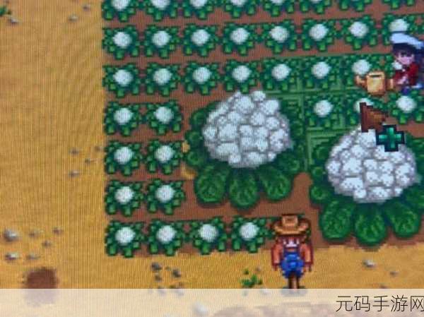 星露谷物语，花椰菜种植的最佳时节探秘