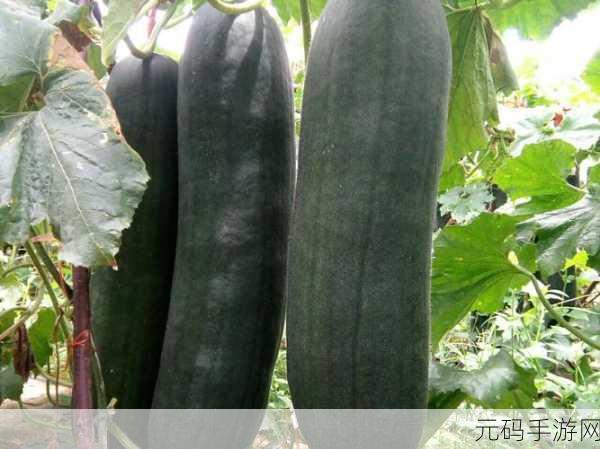 黑瓜吃料正能量官网:当然可以!以下是一些关于黑瓜吃料正能量的标题建议: