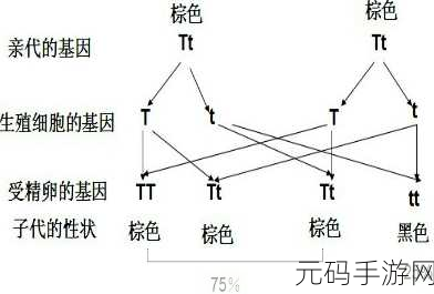 母亲的DNA和儿子的DNA是一样的吗：1. 母亲与儿子DNA相似性探讨：遗传的秘密